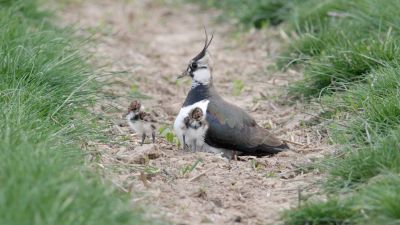 Brutzeit der Vögel beginnt 